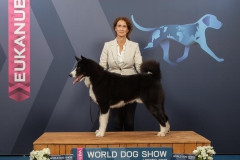 BEST_OF_BREED_8178_WORLD_DOG-SHOW_Kynoweb_Ernst-von-Scheven_20171110_16_00_06