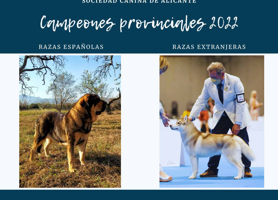 Resultados campeonato provincial 2022