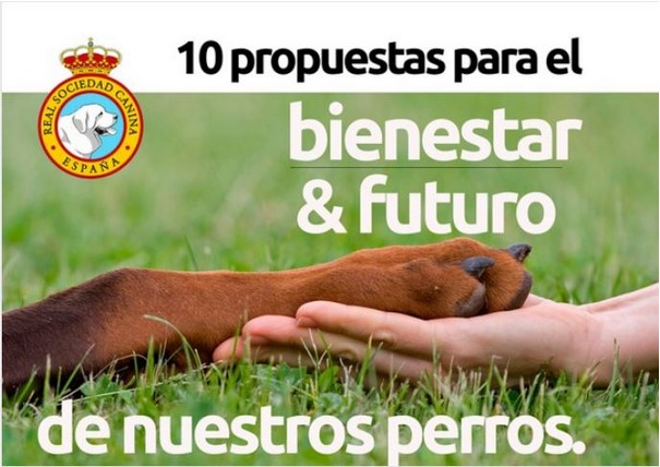 10 propuestas para el bienestar y futuro de nuestros perros