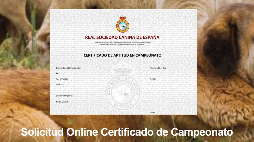 Solicitud on line certificados de campeonato