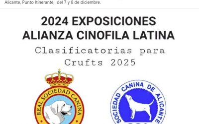 Latin winner y clasificatoria Crufts