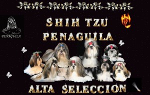 Socios-ShihTzuPenaguila