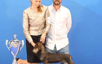 Resultados expositores alicantinos y socios SCA en EUROPEAN DOG SHOW PARÍS 2022