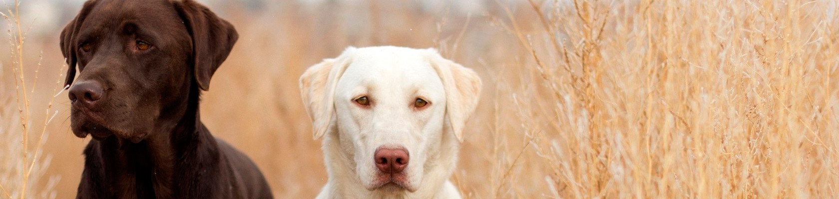 Sociedad Canina de Alicante